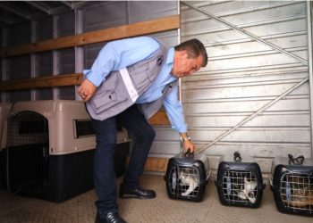 El MAGA refuerza la protección a través de la Unidad de Bienestar Animal