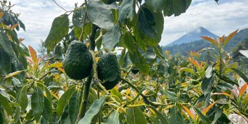Las exportaciones de aguacate Hass a Estados Unidos podrían generar más de 14 millones de dólares en el primer año.