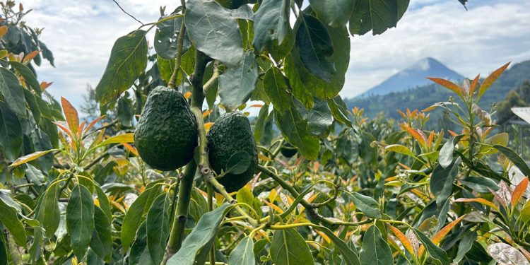 Las exportaciones de aguacate Hass a Estados Unidos podrían generar más de 14 millones de dólares en el primer año.