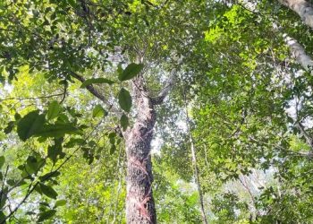 La nueva ley busca incentivar la conservación y aprovechamiento del género Manilkara app. (chicozapote).
