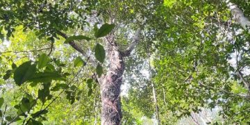 La nueva ley busca incentivar la conservación y aprovechamiento del género Manilkara app. (chicozapote).