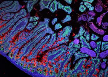 Uno de los estudios detalla el atlas celular del intestino humano, a partir de datos espaciales y unicelulares de 1.6 millones de células.
