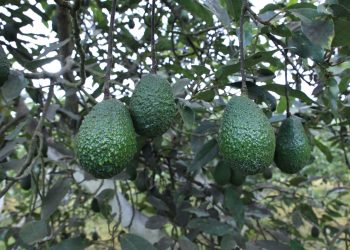 El aguacate es uno de los productos que se exportan y ahora serán certificados bajo normas internacionales. / Foto: cortesía Maga
