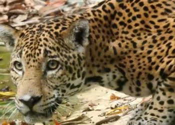 El Gobierno de Guatemala, a través del Conap, junto a socios estratégicos realizan diversas acciones para garantizar la supervivencia del jaguar. / Foto: Conap.