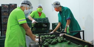 Continúan acciones para las primeras exportaciones del aguacate Hass