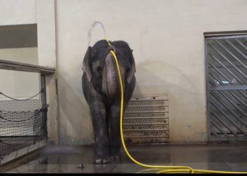 Un elefante del zoológico de Berlín, Alemania, utiliza una manguera para darse una ducha.
