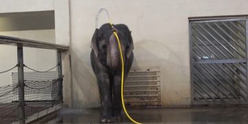 Un elefante del zoológico de Berlín, Alemania, utiliza una manguera para darse una ducha.