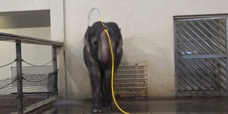 Un elefante del zoológico de Berlín, Alemania, utiliza una manguera para darse una ducha.