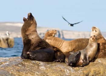 Elefantes marinos han sido afectados por gripe aviar altamente patógena. / Foto: Metadata.
