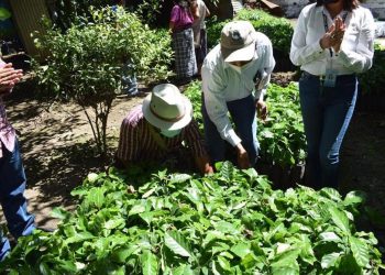Entrega de plantaciones de café en Atitlán.