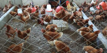 Estudio científico desvela el misterio de qué fue primero, el huevo o la gallina. / Foto: MAGA.