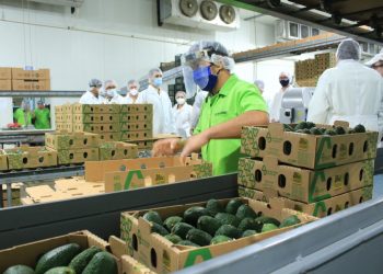 Fortaleciendo la producción de aguacate Hass en Guatemala