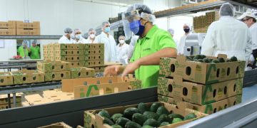 Fortaleciendo la producción de aguacate Hass en Guatemala