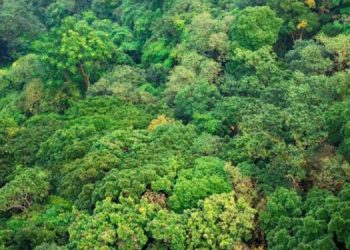 Gestión forestal sostenible apoya en la conservación boscosa y ambiental. / Foto: Archivo.