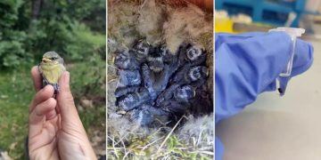 Científicos desarrollaron el estudio en una población herrerillo común, en Segovia, España. /Foto: EFE