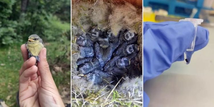 Científicos desarrollaron el estudio en una población herrerillo común, en Segovia, España. /Foto: EFE