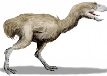 Imagen de ave del terror, perteneciente a un grupo animal que sembró el terror. / Imagen: Fandom.