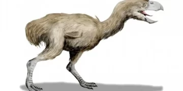 Imagen de ave del terror, perteneciente a un grupo animal que sembró el terror. / Imagen: Fandom.