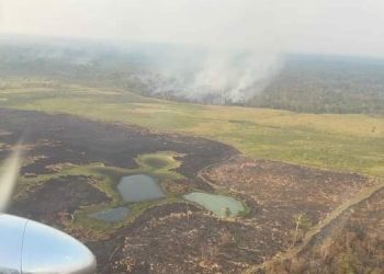 Conap reporta que 429 incendios forestales consumieron 241 mil 588 hectáreas de áreas protegidas en el país durante la temporada de incendios 2023-2024. / Foto: Archivo AGN.