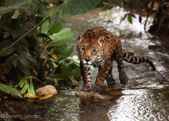 La organización WWF señala que preservar los hábitats del jaguar puede tener réditos económicos de alto valor.