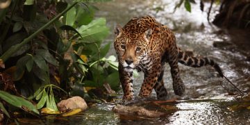 La organización WWF señala que preservar los hábitats del jaguar puede tener réditos económicos de alto valor.