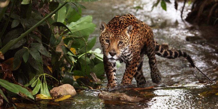 La organización WWF señala que preservar los hábitats del jaguar puede tener réditos económicos de alto valor.