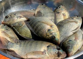 La tilapia forma parte de la dieta de habitantes de Petén y contribuye a su seguridad alimentaria. / Foto: Archivo.