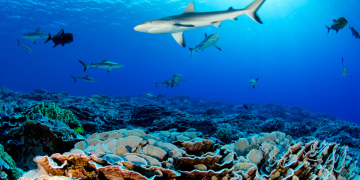 Los océanos poseen una rica variedad de especies. / Foto: National Geographic en Español.