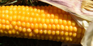 Maíz amarillo forma parte de la dieta y nutrición de los guatemaltecos. / Foto: Getty Images.