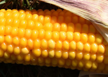 Maíz amarillo forma parte de la dieta y nutrición de los guatemaltecos. / Foto: Getty Images.