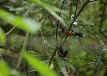 El Parque Regional Municipal Mirador Rey Tepepul, ubicado en el municipio de Santiago Atitlán, Sololá, alberga una diversidad de especies de flora y fauna.