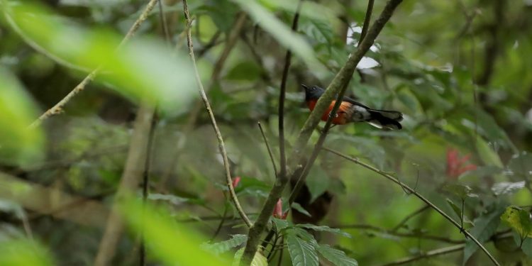 El Parque Regional Municipal Mirador Rey Tepepul, ubicado en el municipio de Santiago Atitlán, Sololá, alberga una diversidad de especies de flora y fauna.
