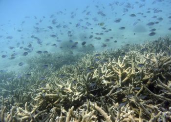 Estudio prevé que el plancton marino no sobrevivirá al calentamiento que ocurrirá para finales de siglo.