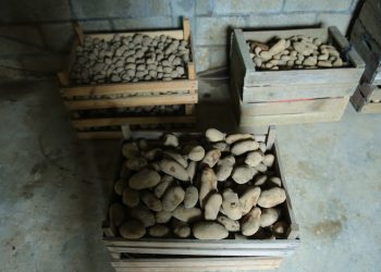 Producción de papa es respaldada por el MAGA en Sumpango. / Foto: cortesía MAGA.