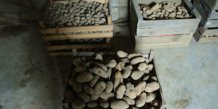 Producción de papa es respaldada por el MAGA en Sumpango. / Foto: cortesía MAGA.