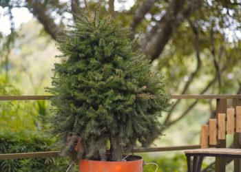El marchamo blanco es para identificar los pinabetes autorizados y el marchamo negro para las coronas y guirnaldas. / Foto: cortesía Conap