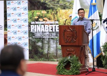 Presentan Campaña de Conservación y Protección del Pinabete durante la Temporada Navideña