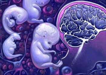 Estudio científico descubre los cambios que experimenta el cerebro en la transición al nacimiento.