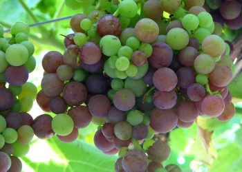 Las uvas son símbolo de tradición para las fiestas navideñas y de fin de año. / Foto: cortesía: MAGA