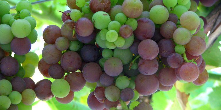 Las uvas son símbolo de tradición para las fiestas navideñas y de fin de año. / Foto: cortesía: MAGA