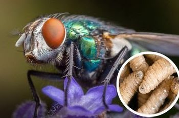 Mosca del gusano barrenador del ganado. / Foto: MAGA.