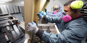 Moscas estériles criadas bajo controles estrictos para repeler al gusano barrenador del ganado. / Foto: MAGA.