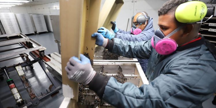 Moscas estériles criadas bajo controles estrictos para repeler al gusano barrenador del ganado. / Foto: MAGA.