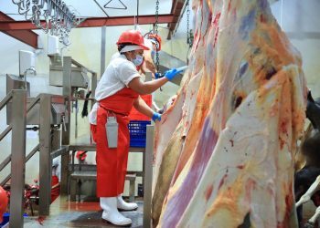 Con estas medidas, el MAGA no solo atiende la preocupación por la presencia del Gusano Barrenador del Ganado, sino que también refuerza la confianza de los consumidores. / Foto: MAGA