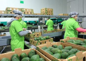 Expectativa por primer envío de aguacate Hass de Guatemala a Estados Unidos. / Foto: MAGA.