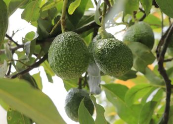 Aguacate Hass de Guatemala se exportará hacia Estados Unidos. / Foto: MAGA.