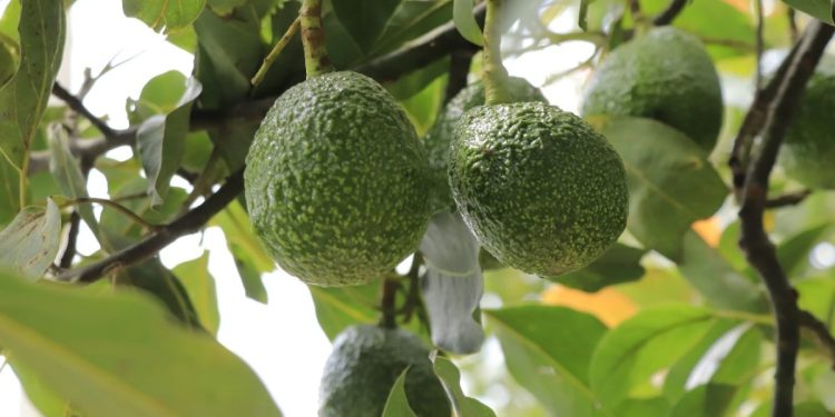 Aguacate Hass de Guatemala se exportará hacia Estados Unidos. / Foto: MAGA.