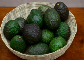 Aguacate Hass de Guatemala tiene las puertas abiertas en Estados Unidos. / Foto: Byron de la Cruz.