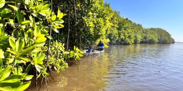 Las áreas marino-costeras que se están impulsando tienen categoría de Áreas de Uso Múltiple. / Foto: Conap.