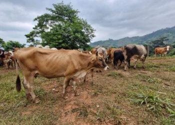 La recuperación de los animales afectados y las acciones de control reflejan el compromiso del MAGA por proteger al sector ganadero. / Foto: MAGA